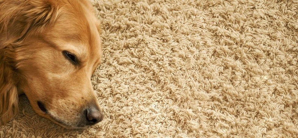 Dog sleeping on carpet